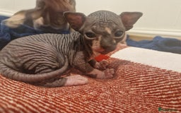 Sphynx cats for sale: Two sphynx kittens  - Image 9