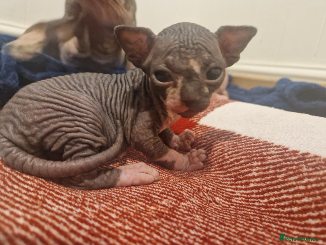 Sphynx cats for sale: Two sphynx kittens  - Image 9