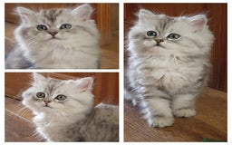 Persian cats for sale: Chinchilla Persian kitten 1 girl left - Image 1