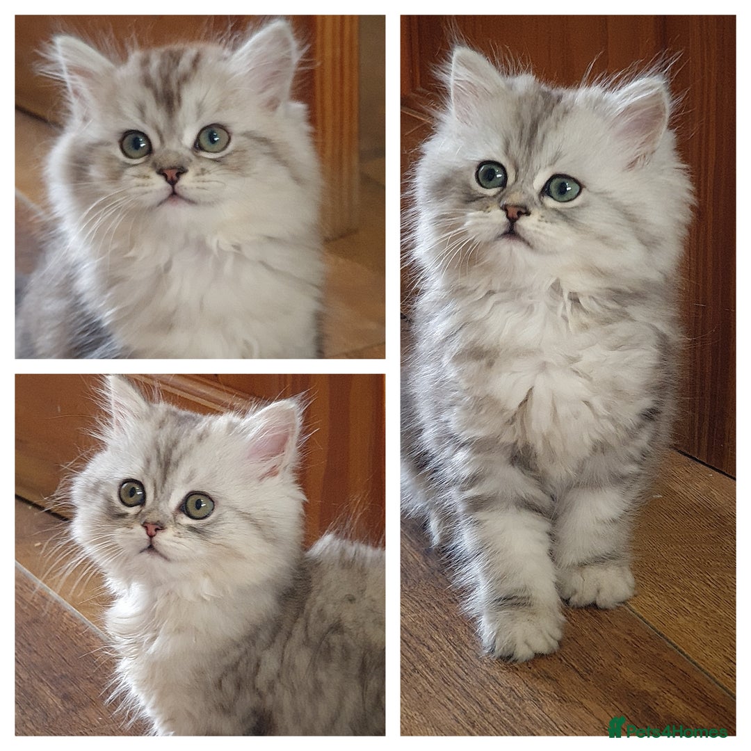 Persian cats for sale: Chinchilla Persian kitten 1 girl left - Image 1