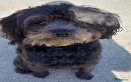 Mixed Breed dogs for adoption: Barney & Maisie want a new loving home together - Image 3