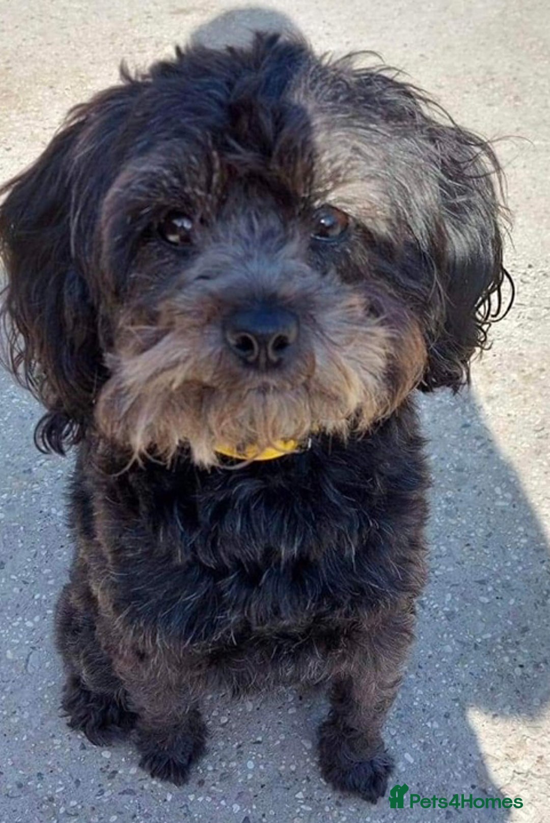 Mixed Breed dogs for adoption: Barney & Maisie want a new loving home together - Image 3