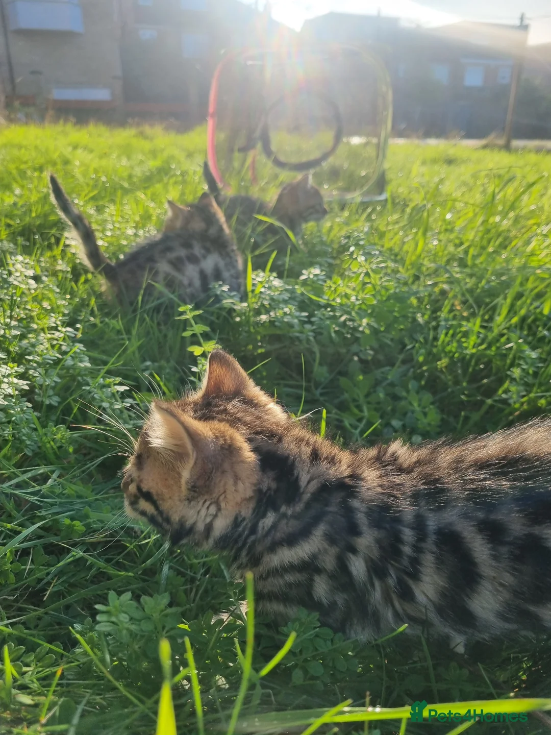 Bengal cats for sale: 4 Bengals for ready for new home - Advert 12