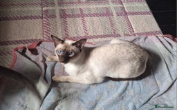 Siamese cats for sale: Handsome, athletic Chocolate point male Siamese. - Image 3