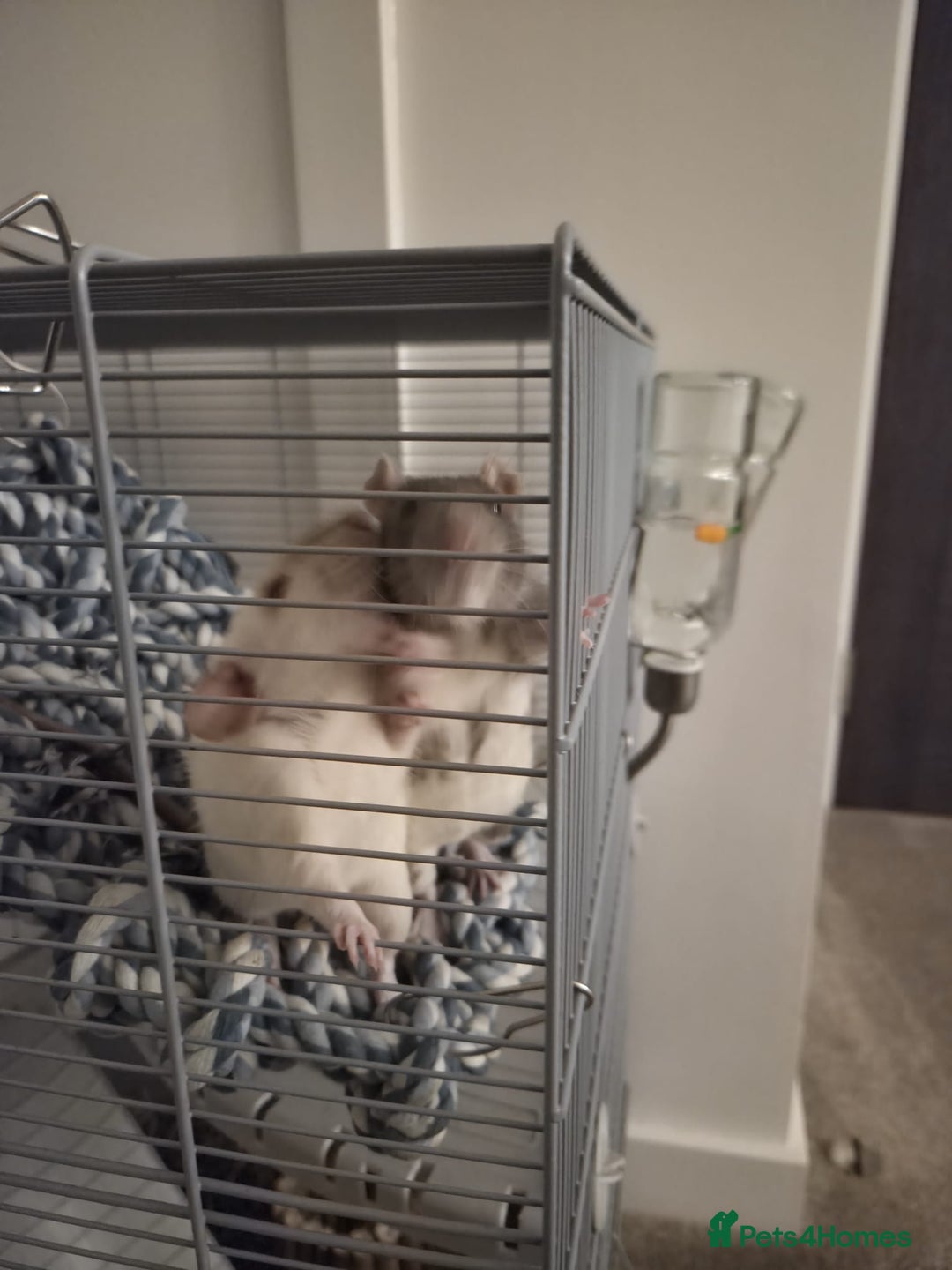 Rat rodents for sale: Fancy Rats for SALE - Advert 1