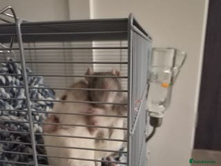 Rat rodents Fancy Rats for SALE - Advert 13