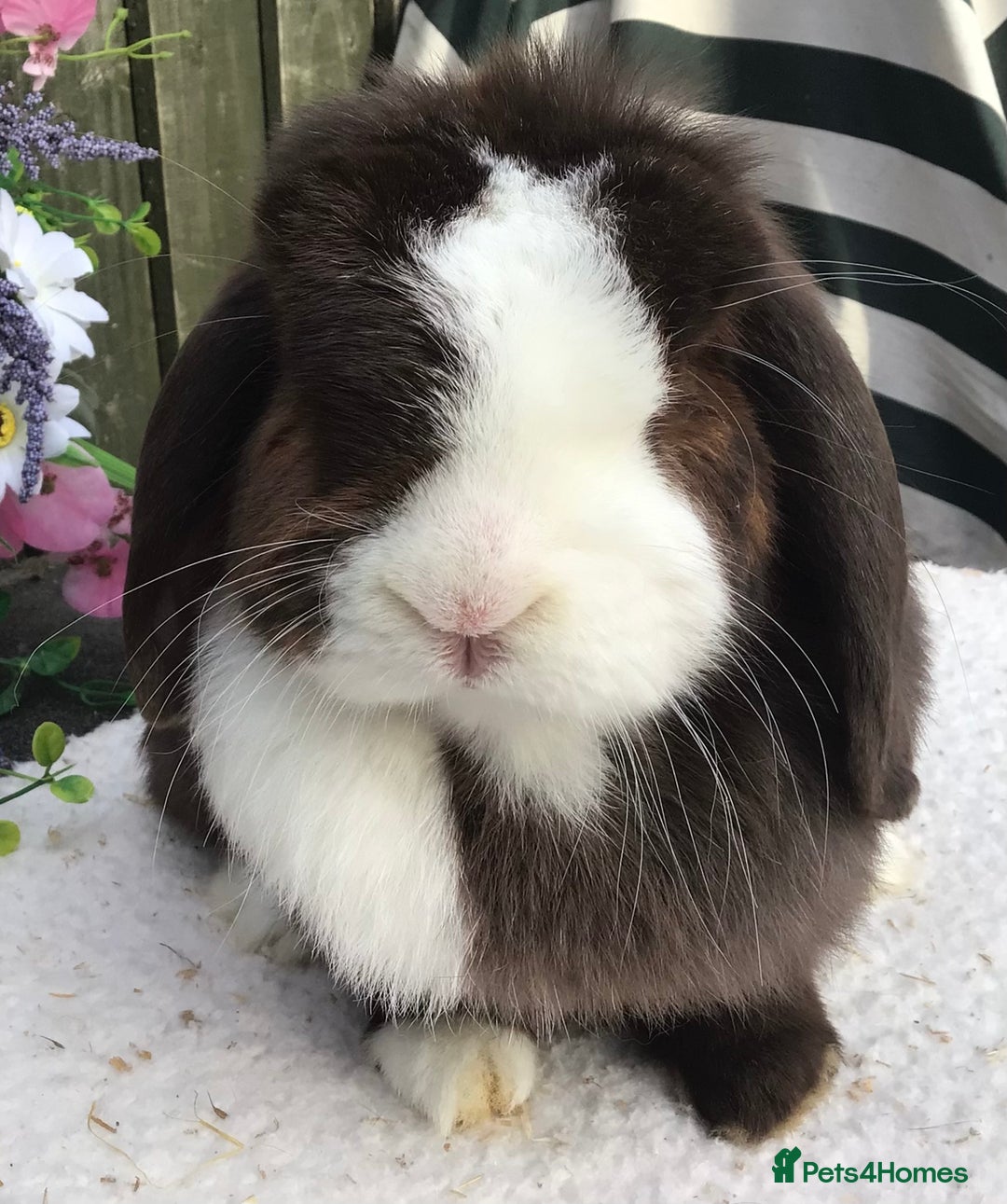 Mini Lop rabbits for sale: Mini lop doe - Image 4