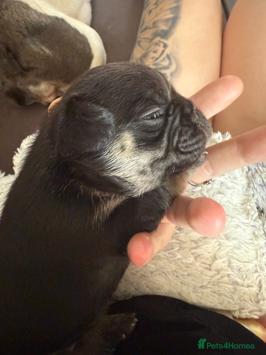 Frug dogs for sale: Puppies  - Image 15