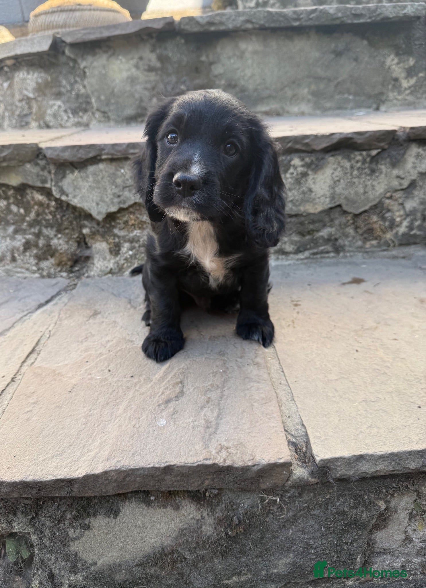 Cocker Spaniel dogs Cocker spaniel puppies  - Advert 1