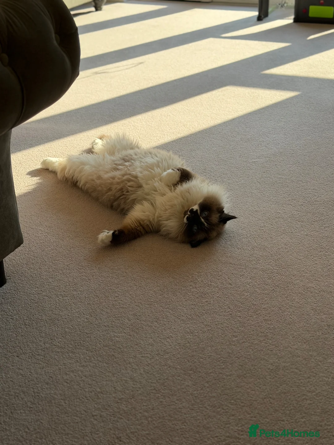 Ragdoll cats for sale: Free Ragdoll Cat - Advert 2