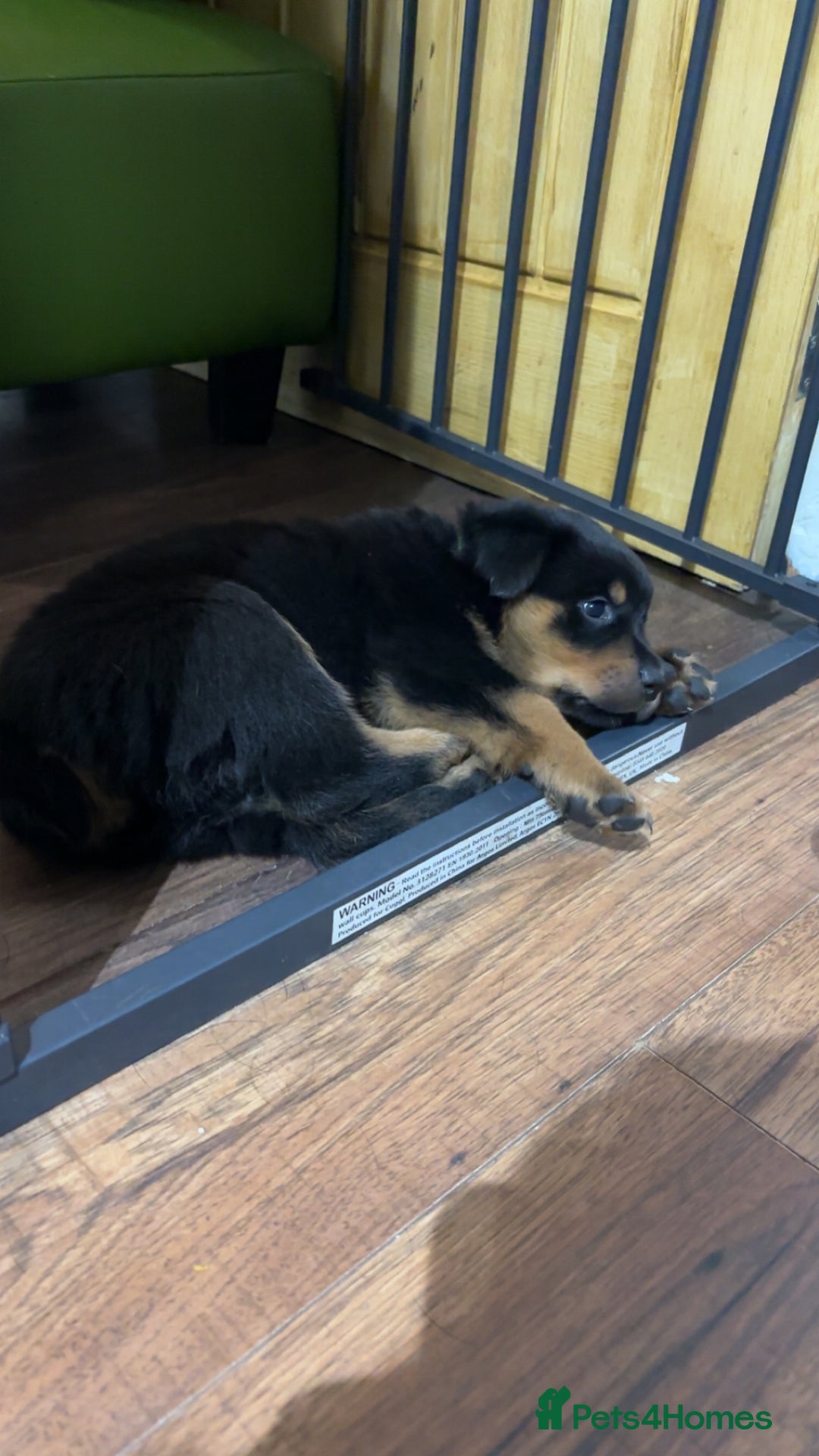 Rottweiler dogs for sale: 10 week old Rottweiler Puppies - Advert 5