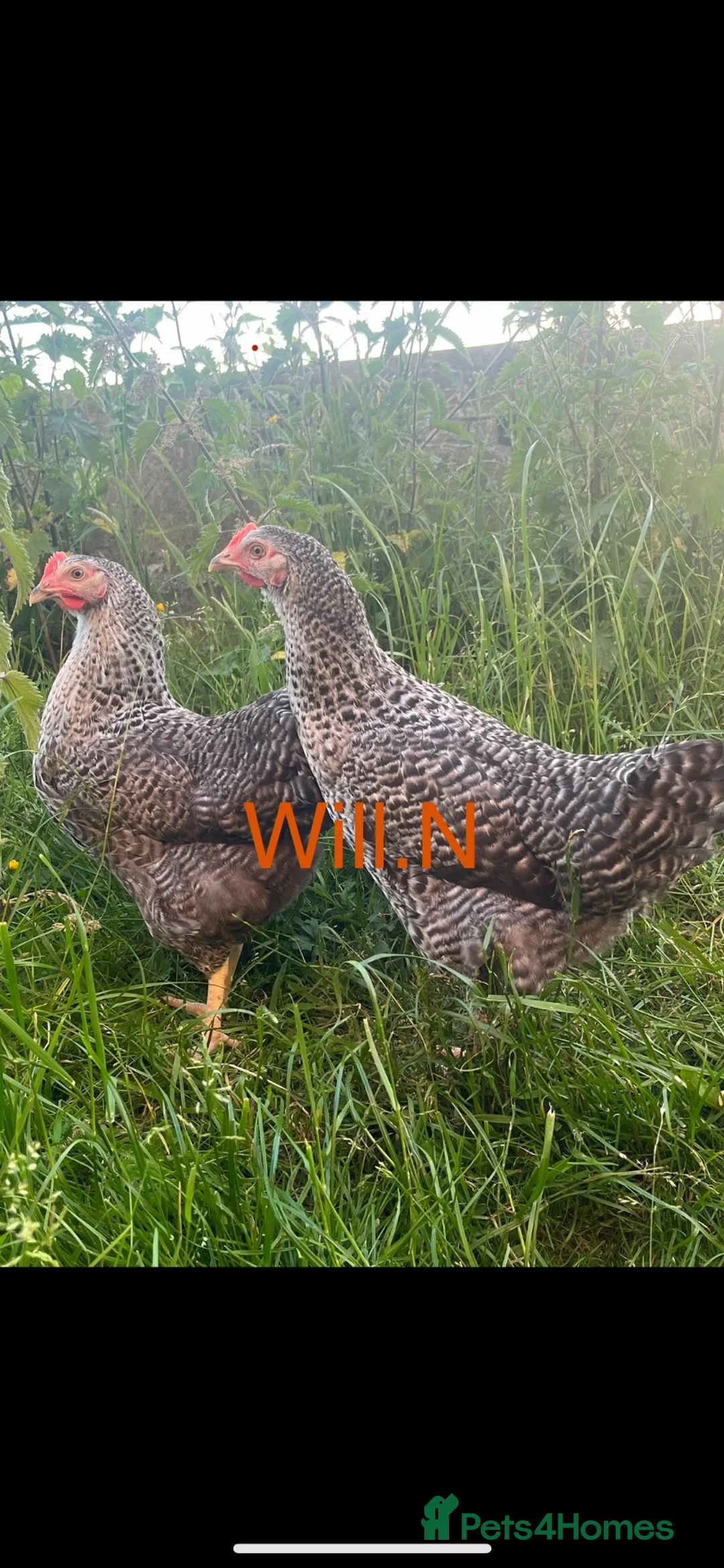 Chickens poultry for sale: Point of lay speckledys pullets 19 weeks  - Advert 2