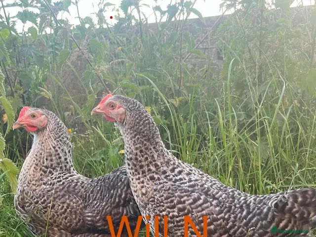 Chickens poultry for sale: Point of lay speckledys pullets 19 weeks - Advert 2