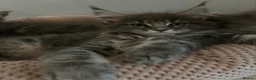 Maine Coon cats for sale: TICA Registered Maine Coon Kittens Available  in Sutton - Advert 13