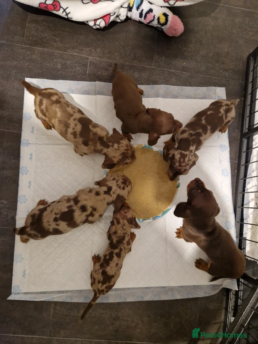 Miniature Dachshund dogs for sale: Beautiful Miniature Smooth Haired Dachshund  - Advert 3