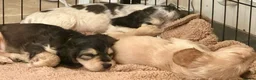 Cocker Spaniel dogs for sale: Stunning KC Show Cocker Spaniel Sable Puppies.  - Advert 34