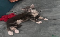 Mixed Breed cats for sale: Gorgeous little Guy - Image 6