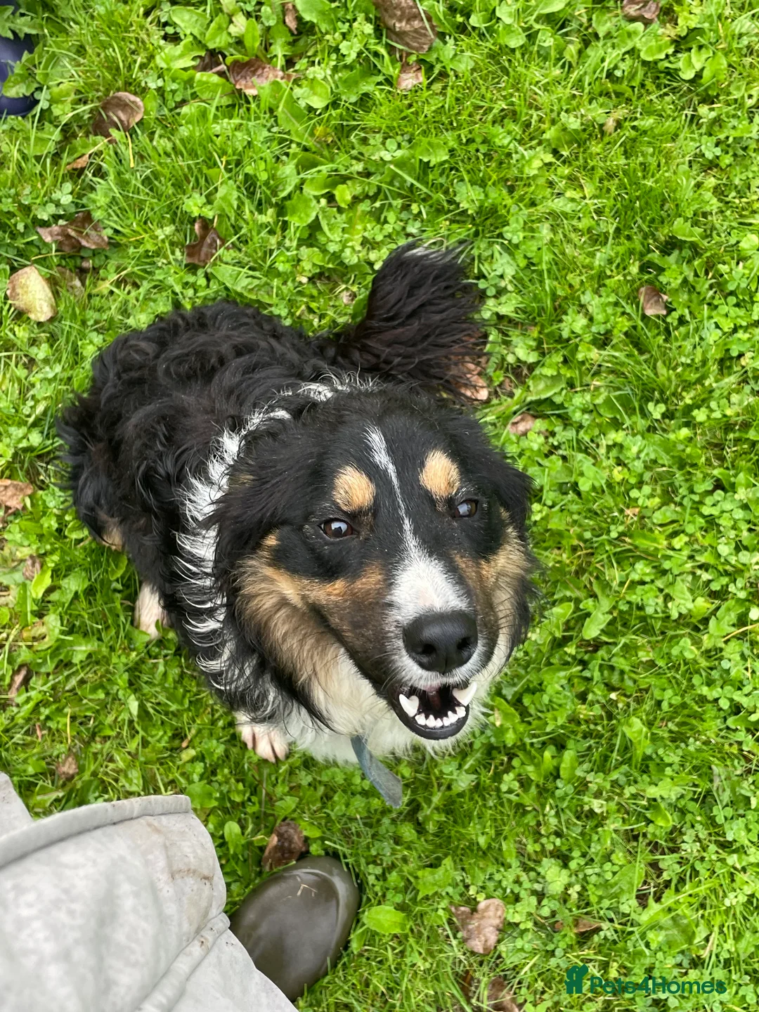 Border Collie dogs for stud: ISDS registered for stud DNA clear in Dorchester - Advert 3