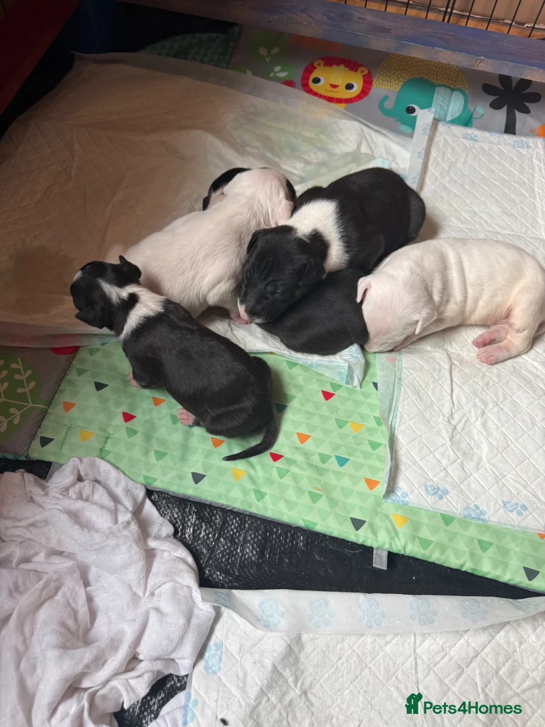 English Bull Terrier dogs for sale: English bull terrier puppys in Grays - Advert 2