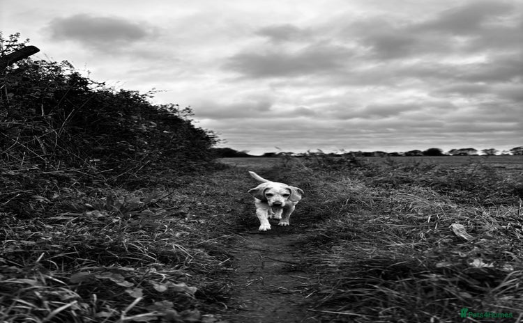 Beagle dogs - Advert 1