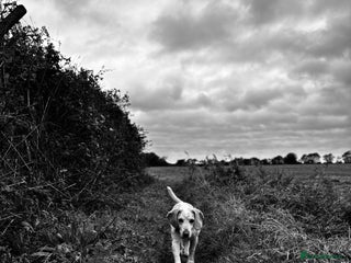 Beagle dogs - Advert 1