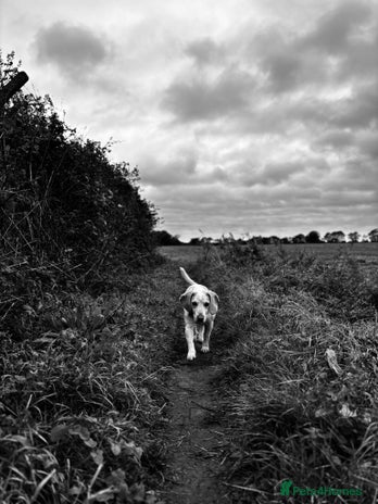 Beagle dogs - Advert 1