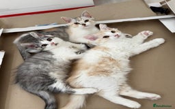 Munchkin cats for sale: ⭐️⭐️-3x TICA Munchkins - Super Short Legs-⭐️⭐️  - Image 26