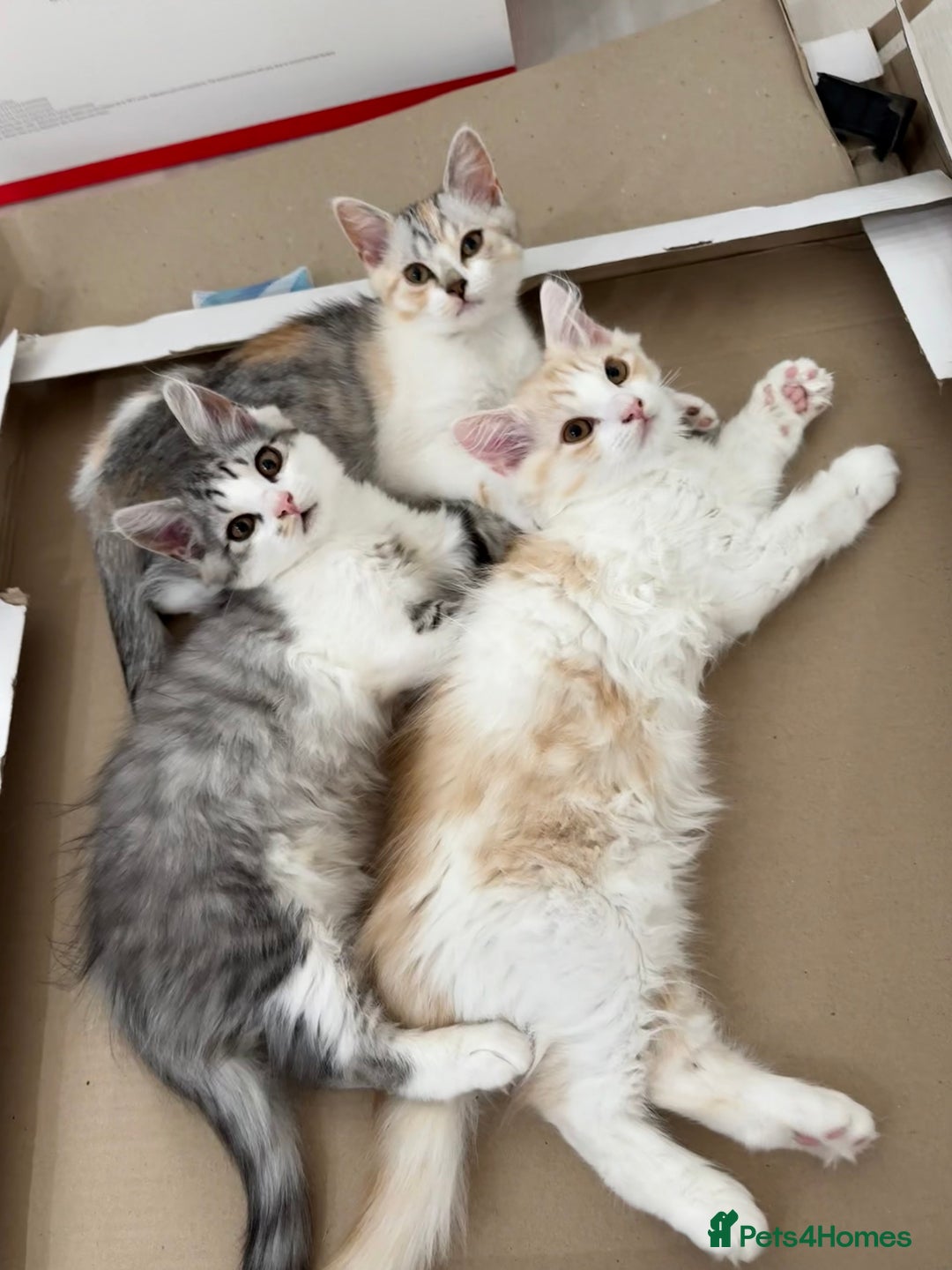Munchkin cats for sale: ⭐️⭐️-3x TICA Munchkins - Super Short Legs-⭐️⭐️  - Image 26