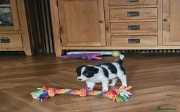 Border Collie dogs for sale: Beautiful border collies  - Image 10