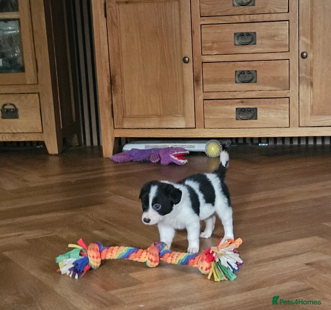 Border Collie dogs for sale: Beautiful border collies  - Image 10