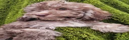 Cockapoo dogs for sale: Health tested Choc, sable & phantoms cockapoos  - Advert 4