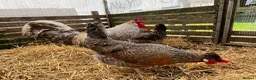 Chickens poultry for sale: Cream legbar, chicks, growers, pullers, hens  - Advert 4