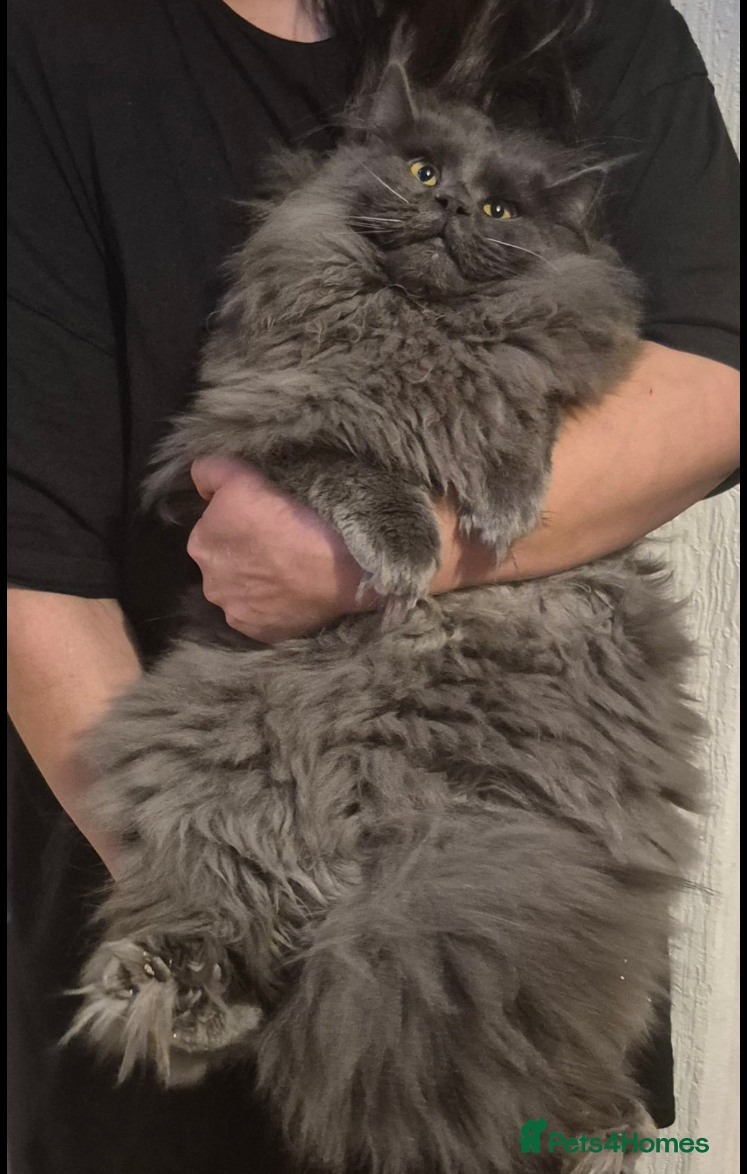 Maine Coon cats for sale: Stunning male maine coon - Advert 5