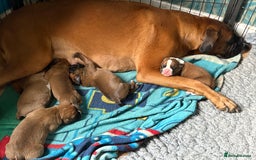 Boxer dogs for sale: 5 beautiful boxer puppies - Image 2