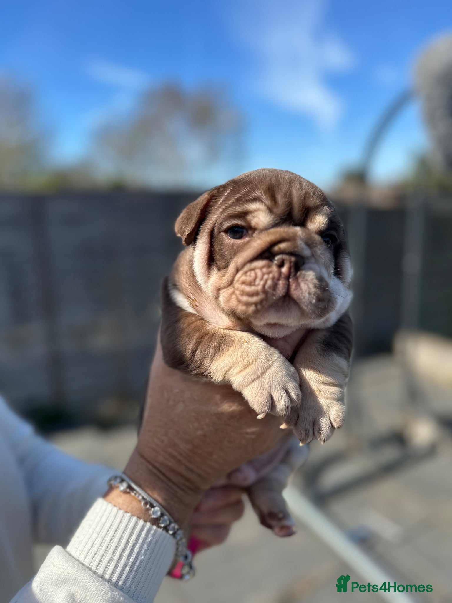 English Bulldog dogs English bulldog puppy’s for sale  - Advert 1