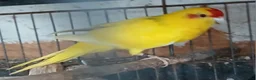 Parakeets birds for sale: Kakariki hen Kakariki hen  - Advert 5