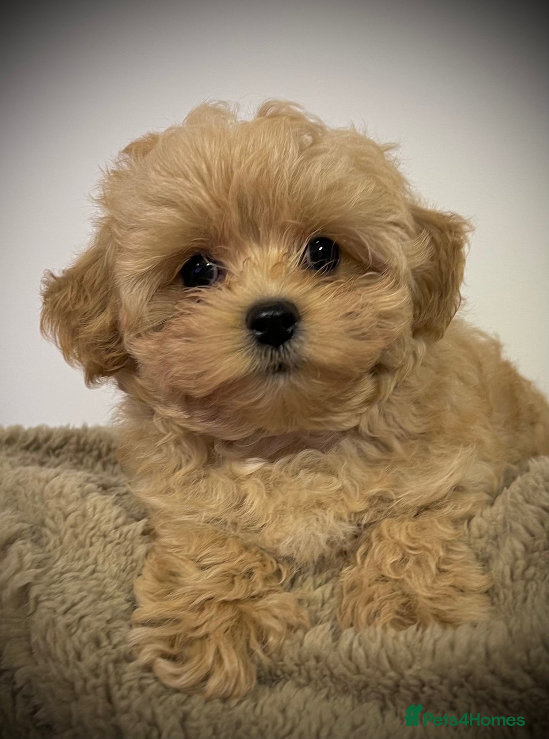 Toy Poodle dogs for sale: 🌟 Stunning Champagne Asian Toy Poodle Boy🌟 - Advert 11