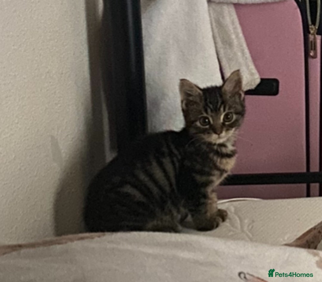 Mixed Breed cats for sale: 🌟 Agnes – A Tiny Girl With the Biggest Soul 🌟 - Advert 4