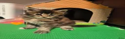Maine Coon cats for sale: Beautiful Maine coon kittens  - Advert 5