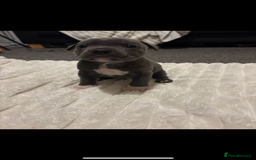 Staffordshire Bull Terrier dogs for sale: KC Registered Blue Staffordshire Bull Terrier  - Image 5