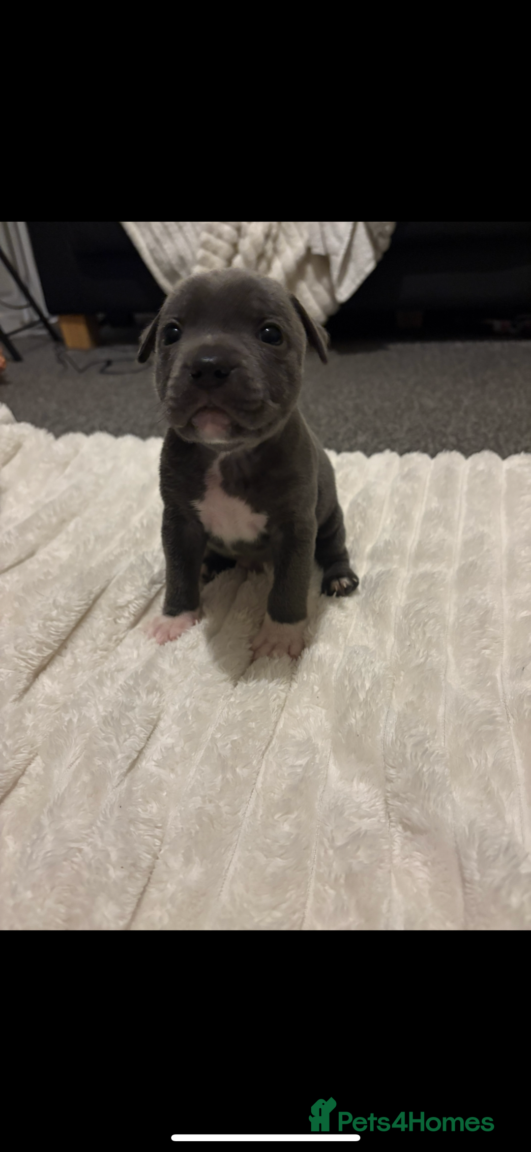 Staffordshire Bull Terrier dogs for sale: KC Registered Blue Staffordshire Bull Terrier  - Image 5