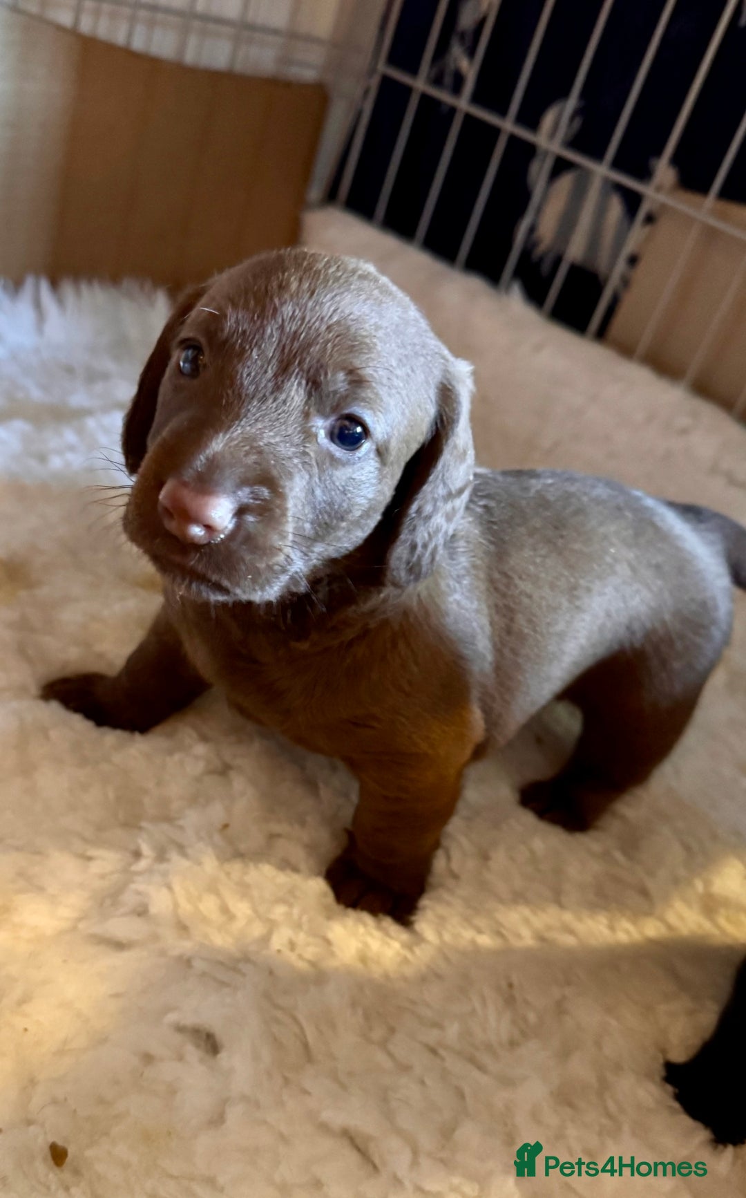 Mixed Breed dogs for sale: Beautiful DoxiPoo puppies  - Image 21