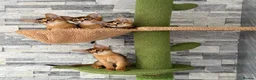 Abyssinian cats for sale: Last 2 boys ready to go!!! - Advert 8
