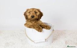 Cockapoo dogs for stud: Stunning F1 male cockapoo stud  - Image 10