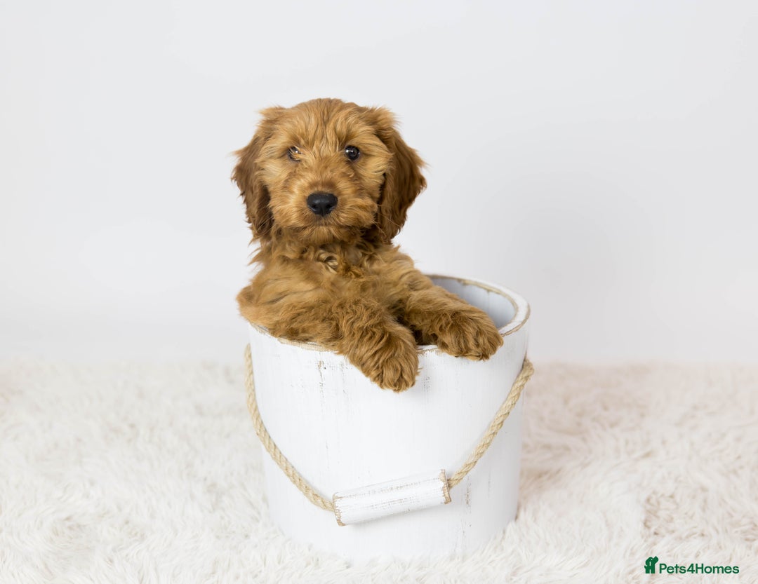 Cockapoo dogs for stud: Stunning F1 male cockapoo stud  - Image 10