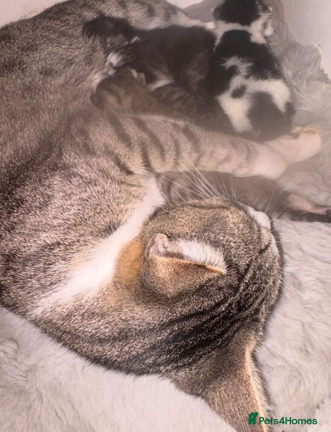 Bengal cats for sale: Bengal cross kittens  - Advert 10