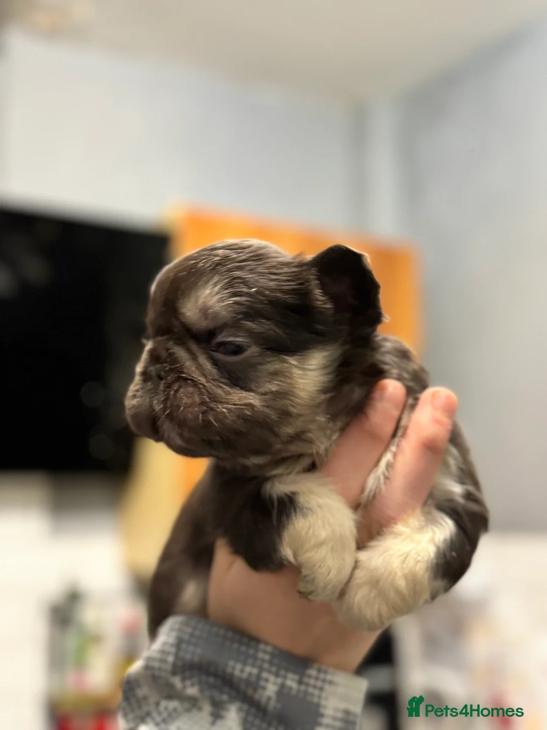 French Bulldog dogs for sale:  💙🦁Fluffy visual French bulldog Reduced!!🏡 - Advert 19