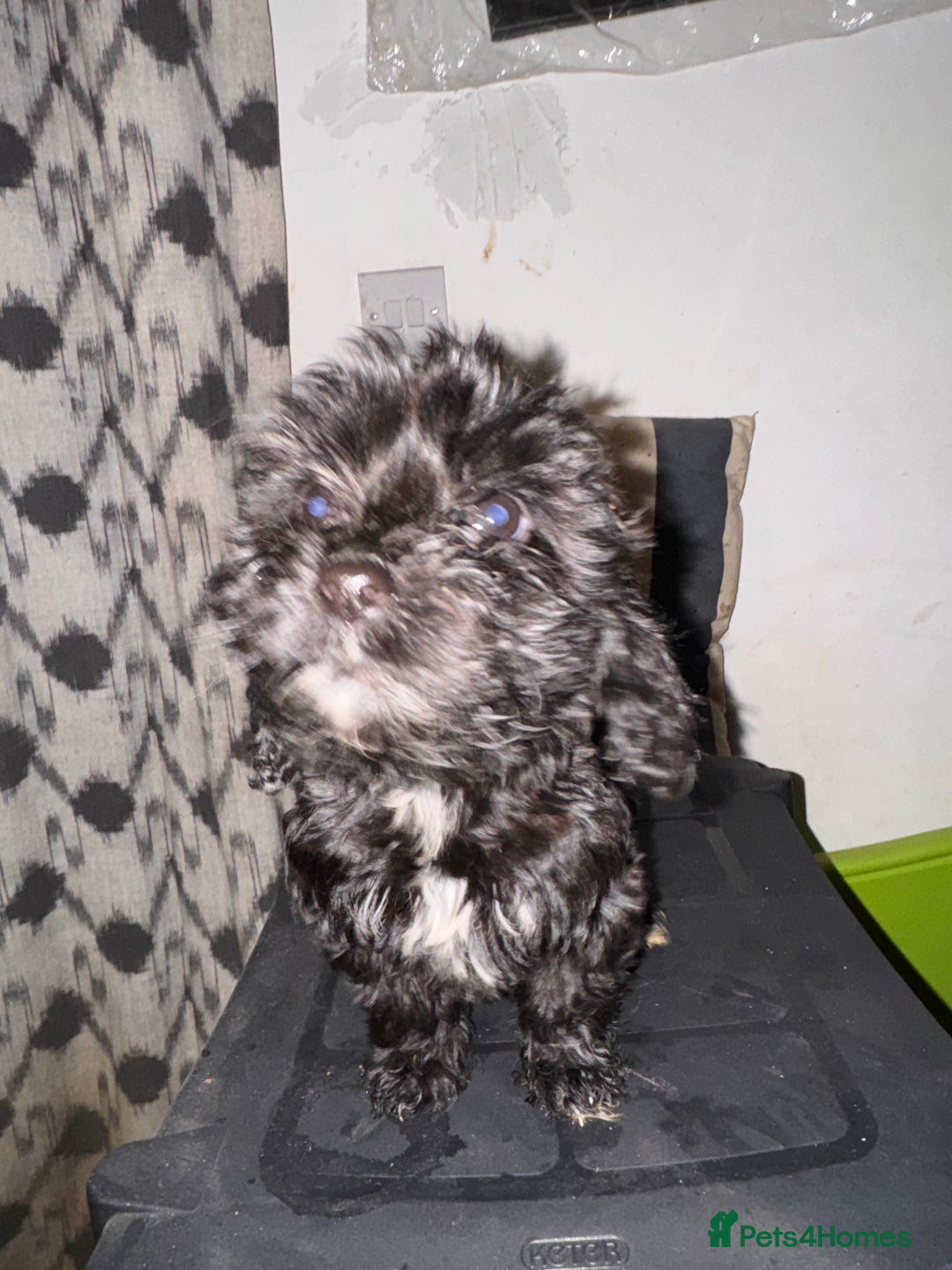 Cockapoo dogs for sale: Male Cockapoo - Advert 3