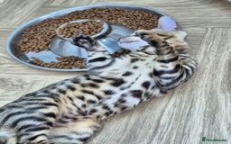 Bengal cats for sale: Bengal boy - Image 19