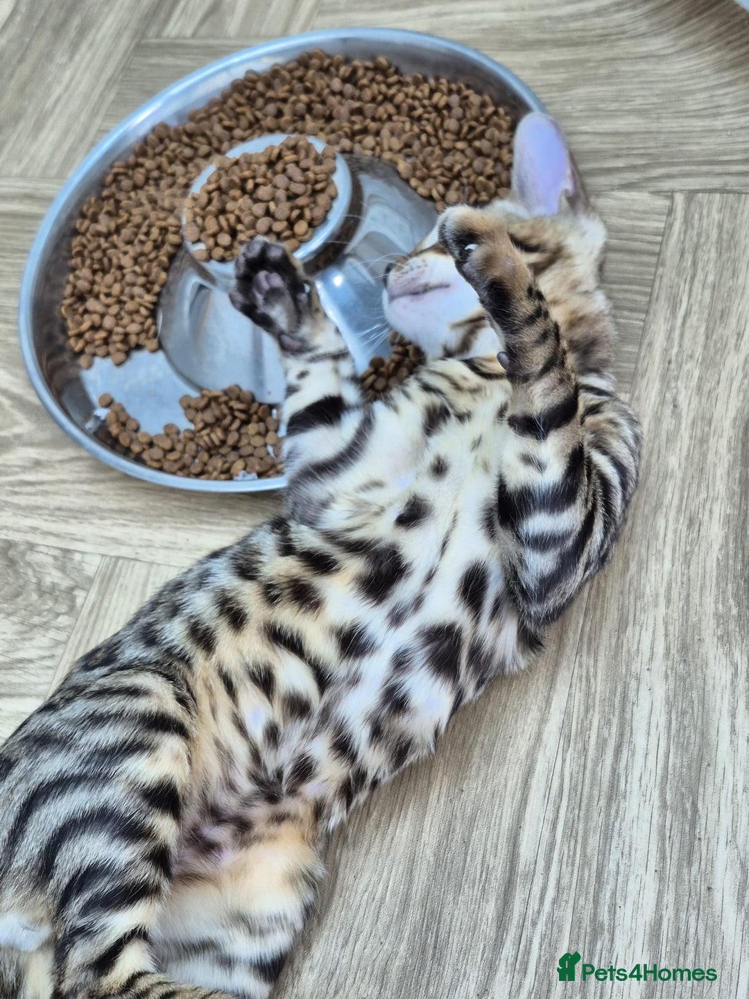 Bengal cats for sale: Bengal boy - Image 19